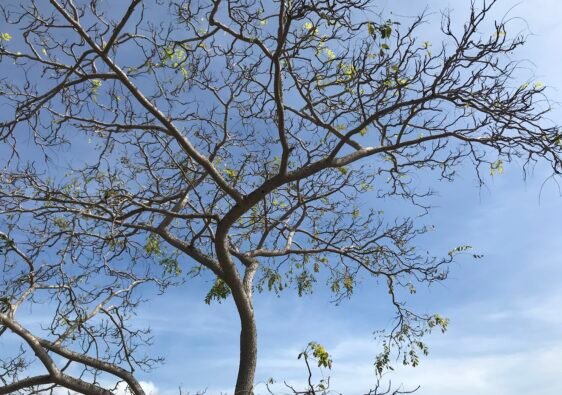 Barú. Árbol sin hojas