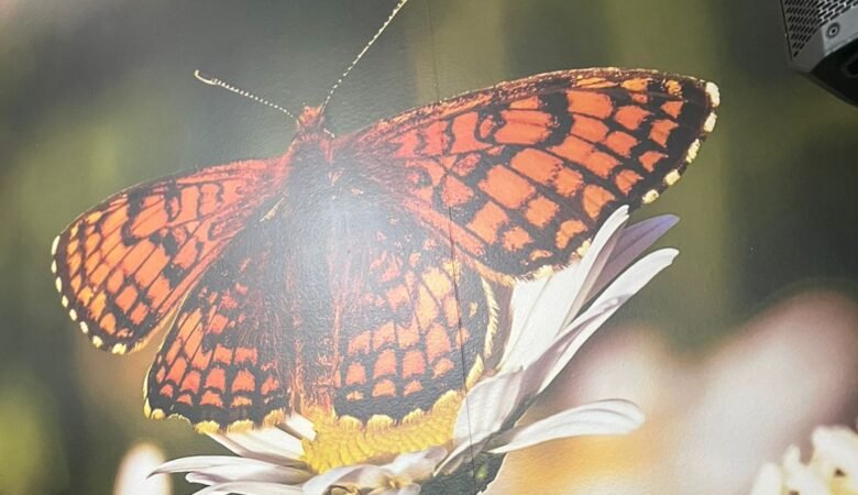 Mariposa sobre una margarita en el velorio de Laura