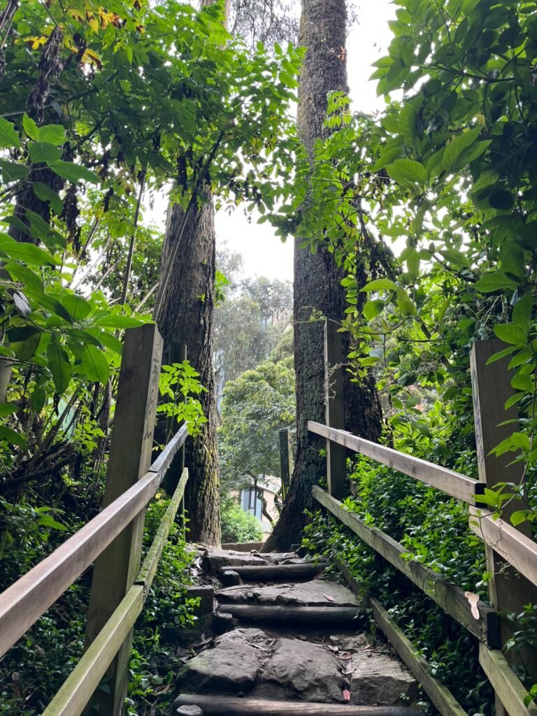 Senderismo en Bogotá, Quebrada la vieja julio 2025. Puente en madera rodeado de árboles
