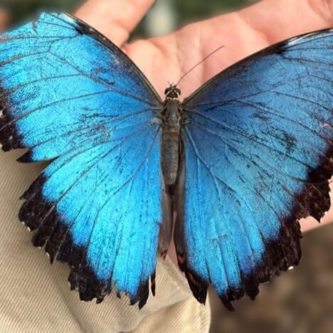 Corazón de vientre un poemario de Fernando Gutiérrez