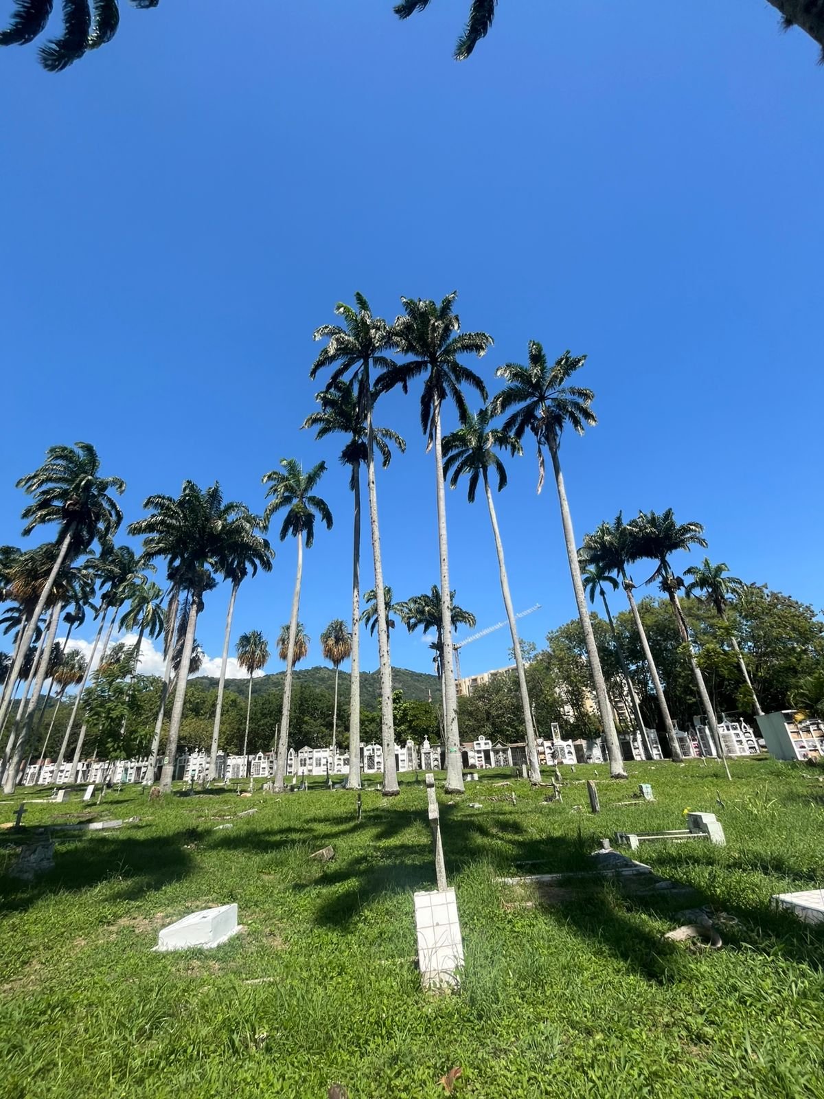 Cementerio de Villeta. Se ven palmeras y al fondo las tumbas, un cielo azul y el verde del pasto.