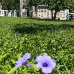 Dos flores violetas que nacen en el cementerio de Villeta. Al fondo las tumbas