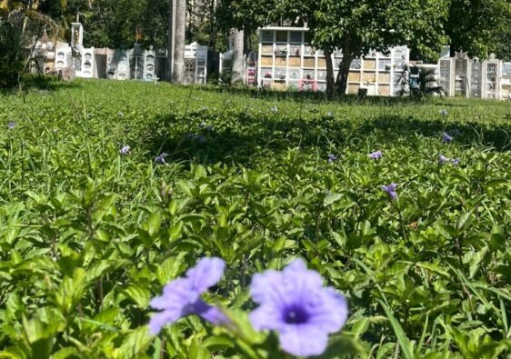 Dos flores violetas que nacen en el cementerio de Villeta. Al fondo las tumbas