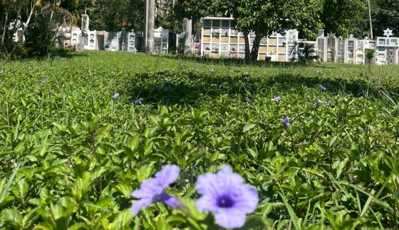 Dos flores violetas que nacen en el cementerio de Villeta. Al fondo las tumbas