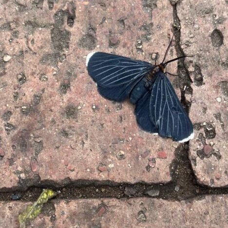 Alejandro Sánz ¿Y ahora qué?
