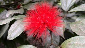 Flor roja