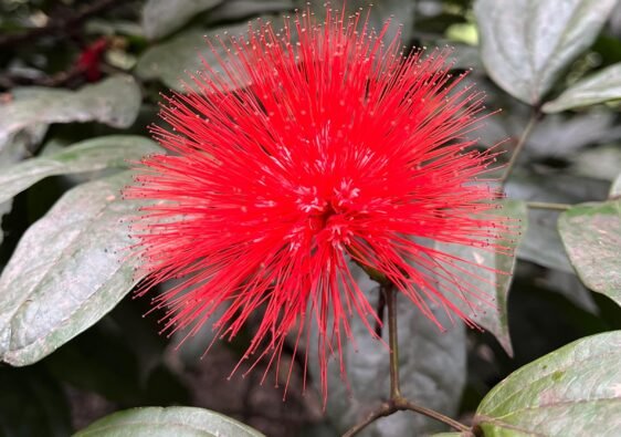 Flor roja