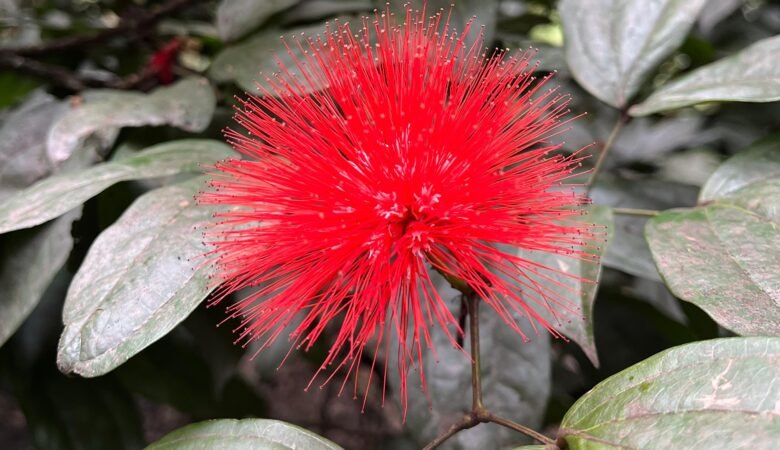 Flor roja
