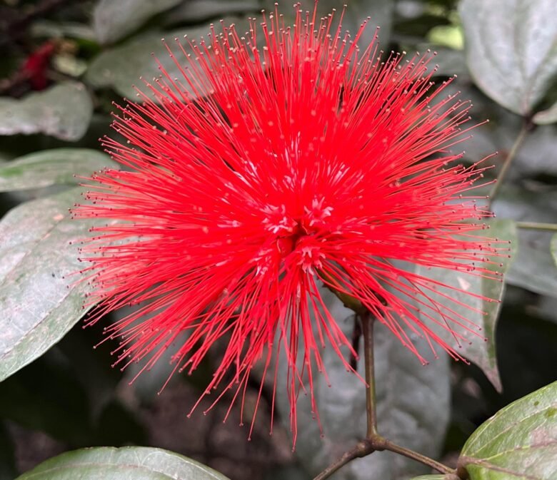 Flor roja