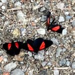 Dos mariposas negras y rojas rodean a una que está muerta