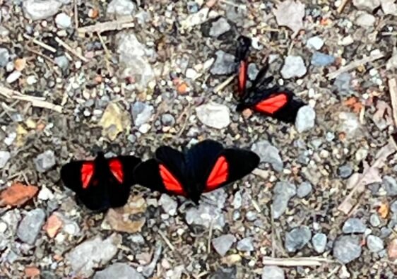 Dos mariposas negras y rojas rodean a una que está muerta
