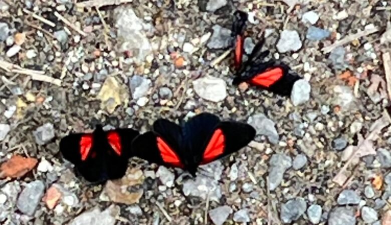 Dos mariposas negras y rojas rodean a una que está muerta