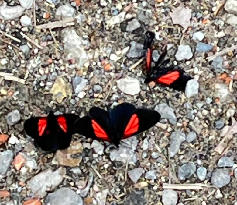 Dos mariposas negras y rojas rodean a una que está muerta