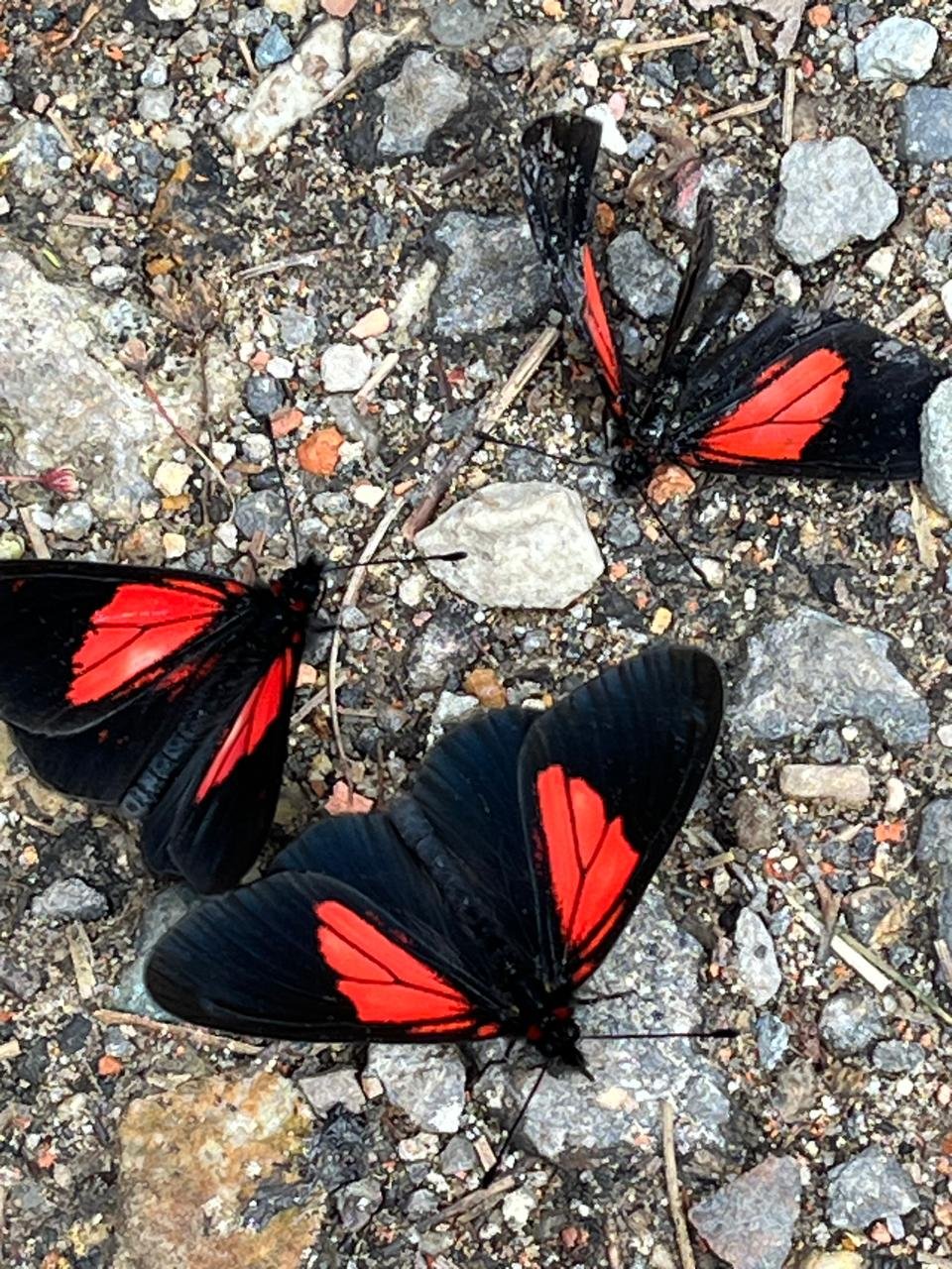 Tres mariposas de color negro y rojo sobre las piedras. Una de ellas esta muerta y las otras dos vuelan a su al rededor